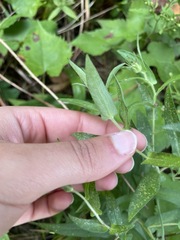 Symphyotrichum novae-angliae