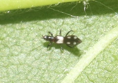 Aeolothrips melaleucus