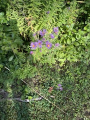 Symphyotrichum novae-angliae