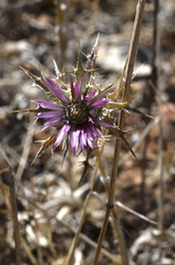 Carlina lanata