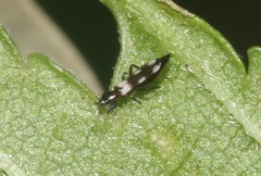 Aeolothrips melaleucus