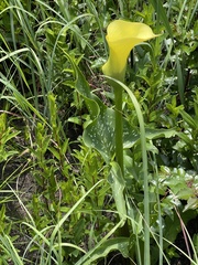 Zantedeschia albomaculata
