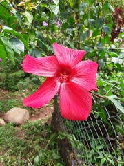 Hibiscus rosa-sinensis