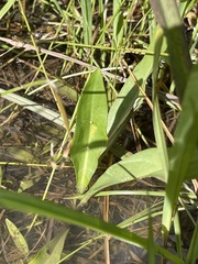 Eryngium integrifolium