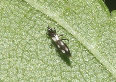 Aeolothrips melaleucus