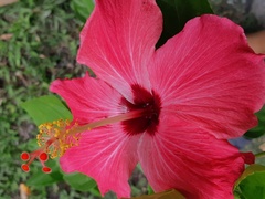 Hibiscus