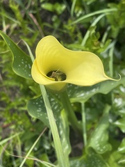 Zantedeschia albomaculata