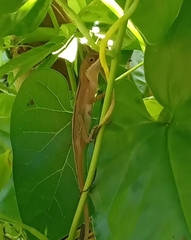 Anolis limifrons