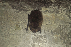 Eptesicus nilssonii