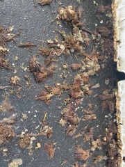 Decapoda