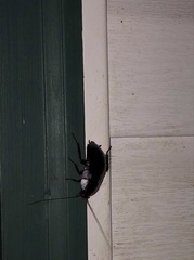 Eurycotis floridana