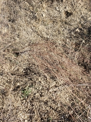 Artemisia dracunculus