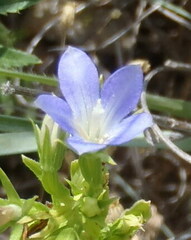 Triodanis leptocarpa