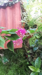 Bougainvillea glabra