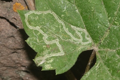 Phyllocnistis vitifoliella