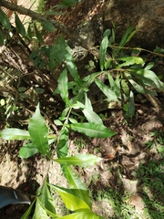 Crescentia cujete