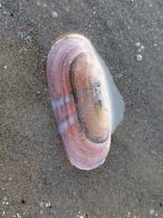 Solecurtus strigilatus