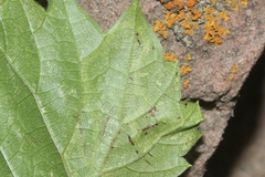 Phyllocnistis vitifoliella