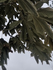 Aesculus hippocastanum