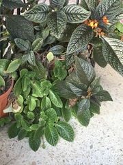 Pilea nummulariifolia