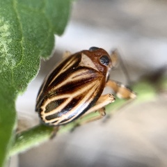 Phylloscelis atra