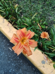 Hemerocallis fulva