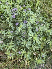 Medicago sativa