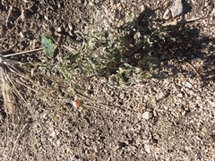 Sphaeralcea hastulata