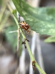 Phylloscelis atra