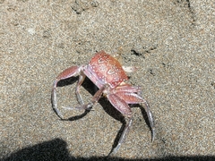 Ocypode gaudichaudii