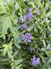 Medicago sativa