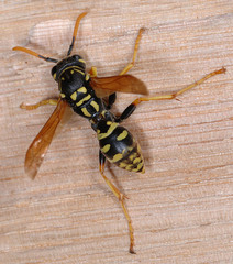 Polistes dominula