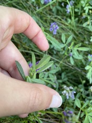 Medicago sativa