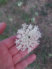 Daucus carota