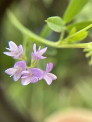 Medicago sativa
