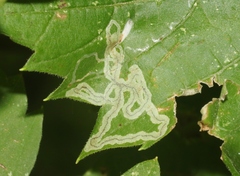 Phyllocnistis vitifoliella