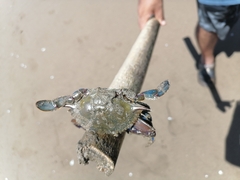 Callinectes arcuatus