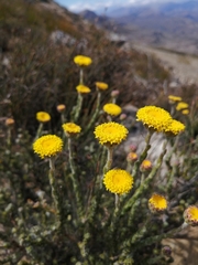 Athanasia pachycephala