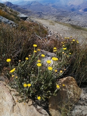 Athanasia pachycephala