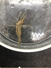 Palaemon mundusnovus