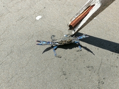 Callinectes arcuatus