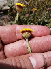 Athanasia pachycephala