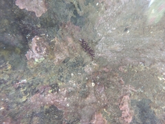 Rhodophyta
