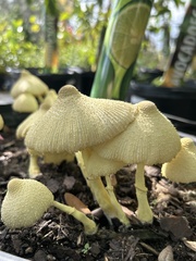Leucocoprinus birnbaumii image
