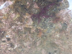 Rhodophyta