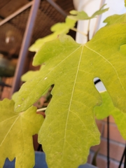Ficus carica