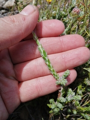Athanasia pachycephala