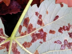 Aceria pseudoplatani