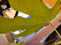 Ficus carica