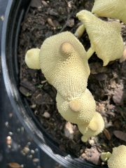 Leucocoprinus birnbaumii image